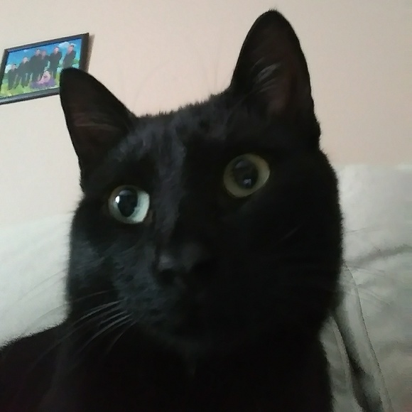 Meet your Posher, Rosa - Picture 1 of 1